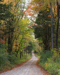 Country gravel road lined with autumn trees in warm yellow and orange tones