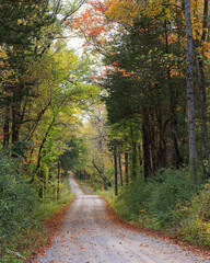Country gravel road lined with autumn trees in warm yellow and orange tones