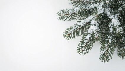 Obraz premium Snow-covered fir branch seen from above on a white backdrop with space for text.