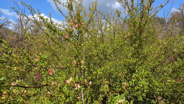Flowering bramble with green leaves in a garden setting during spring and summer