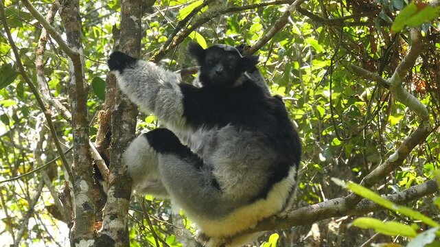 Lemur indri with a very active baby sits in the tree 33