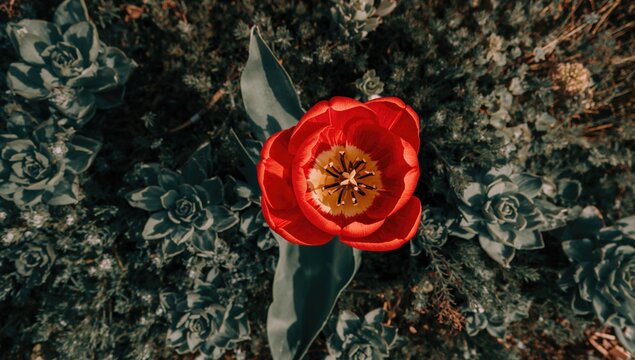 Aerial view of a scarlet tulip surrounded by verdant blooms