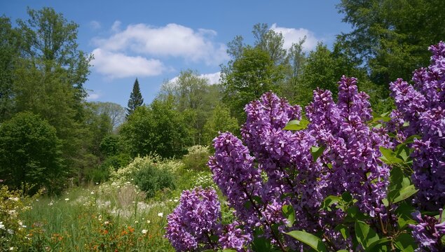 Blooming purple lilacs - Powered by Adobe