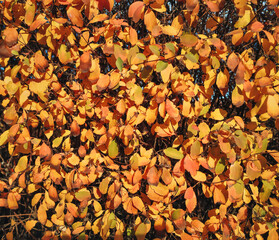 A close-up of a Spiraea vanhouttei bush, or Spiraea media, with a background of bright yellow and red leaves. Autumn garden concept.