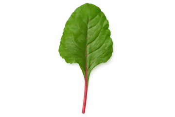 Single green leaf with red stem, isolated on transparent background, showing clear venation