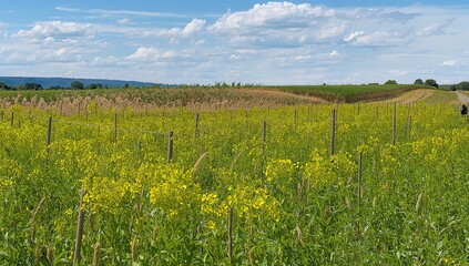 Scenery Featuring a Field Full of Ripe Canola and Grain Crops