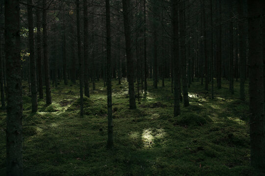 Fototapeta light in the forest