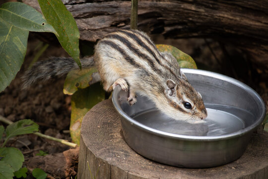 かわいいシマリス