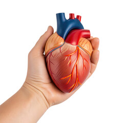 A hand is holding a detailed anatomical heart model, isolated on a plain background, showcasing the intricacies of human anatomy.