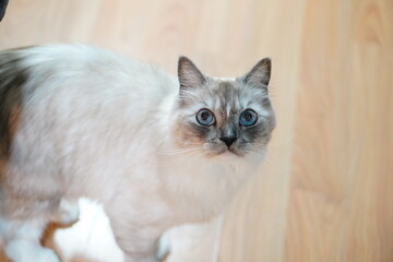 a blue-eyed Mitted Ragdoll, A white long-haired cat with pointy ears