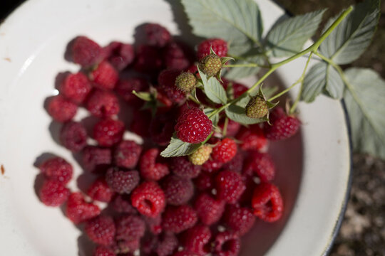 raspberry