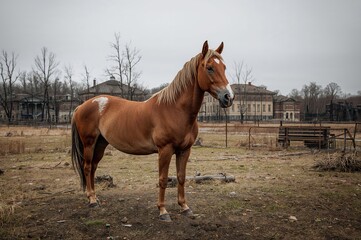Fototapeta premium Wild horse roaming the charred forest area after a wildfire