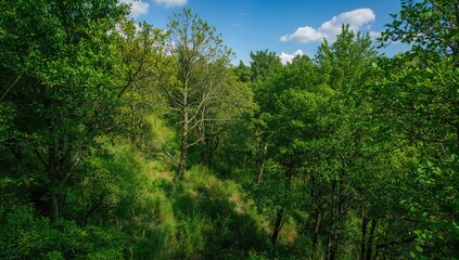 Obraz premium Aerial perspective of woodland trees showcasing natural canopy and seasonal forest outdoors