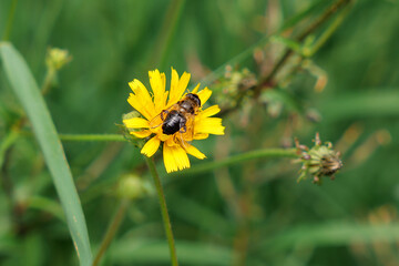Bee perched on a yellow flower in bloom