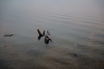 Roots and branches rising above a peaceful lake