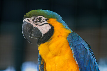 The beautiful Blue and Yellow Macaw or Ara Ararauna features a green and blue crown on its back, a distinctive white patch on its face with fine black feather lines around its eyes and black beak