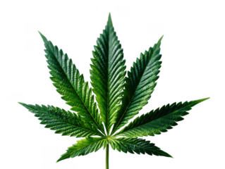 Cannabis sativa single leaf isolated on transparent background
