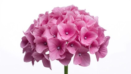 Fototapeta premium Luxurious Pink Hydrangea macrophylla Beautensia