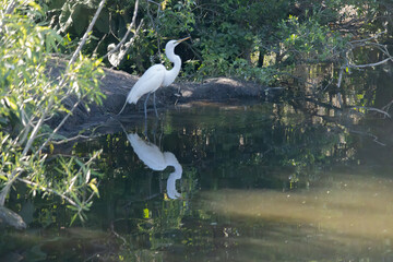 Great Heron in nature