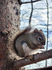 squirrel eating