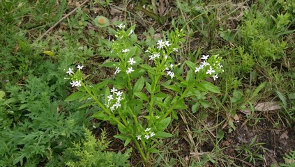 A striking aquatic plant with vibrant green foliage and tiny white blossoms, known as Alternanthera philoxeroides.