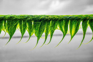 Bright green sea grass on a rope on the North Sea island of Norderney, which falls dry at low tide. Wet organic structures hang down and form bizarre shapes in the wind. Black and white background.