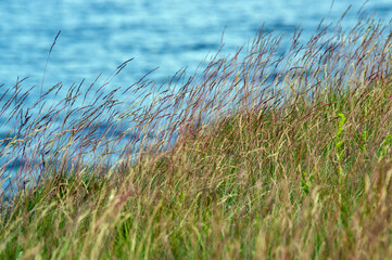 Zielone trawy powiewające na wietrze na tle błękitnej wody.   © Monika