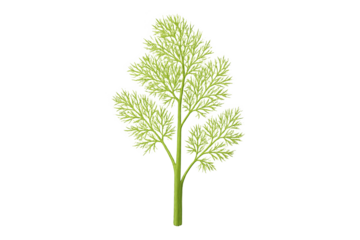 Green, finely branched tree with delicate, fern-like foliage on transparent background