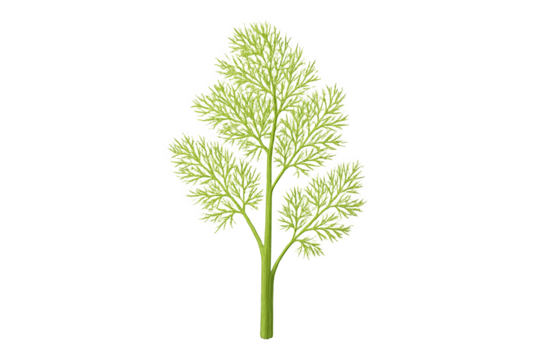 Green, finely branched tree with delicate, fern-like foliage on transparent background