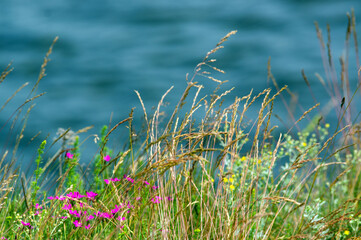 Kompozycja roślinna łąka różowe kwiaty trawy nad wodą.	
