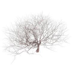 Bare cherry tree drawing isolated transparent background PNG
