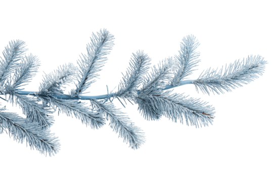 Blue Evergreen Branch Christmas Decoration, Isolated on Transparent Background
