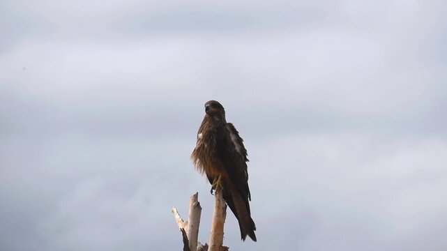 Majestic eagle sitting on the top of a tree at Jorbeer Conservation Reserve in Rajasthan, India.