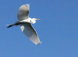 Great Heron in nature