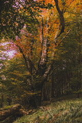 Autumn in the forest