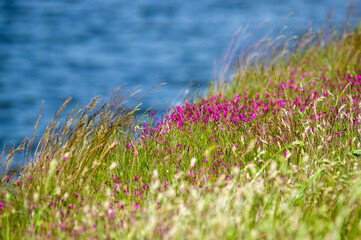 Kompozycja roślinna łąka kwiaty trawy nad wodą.