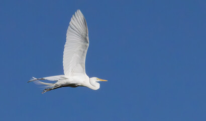 Great Heron in nature