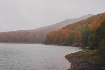 Autumn in the forest
