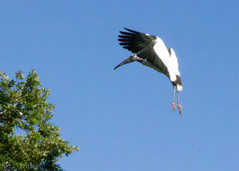 Wood Stork in flight