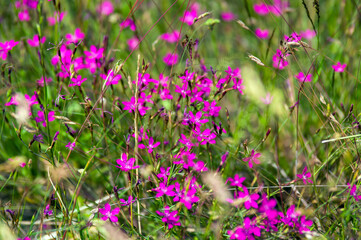 Kompozycja roślinna łąka różowe kwiaty trawy