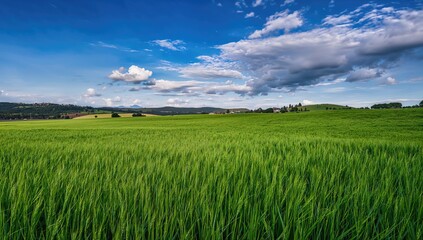 Obraz premium Crops growing in a field, seasonal change