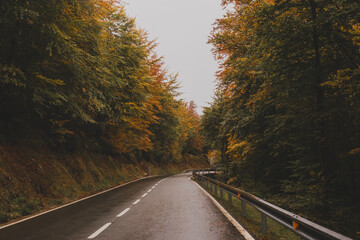 Autumn in the forest