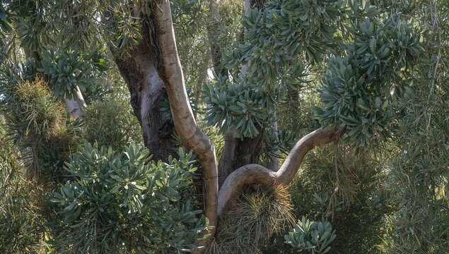 Natural texture and backdrop featuring a eucalyptus tree