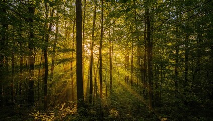 Naklejka premium Rays of light filtering through the foliage, highlighting seasonal change