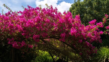 Obraz premium Blooming bougainvillea plant outdoors
