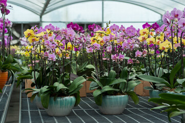 Colourful Phalaenopsis orchids in ceramic pots displayed in a greenhouse, ideal for gardening stores, florist catalogues, or plant nursery promotions. 