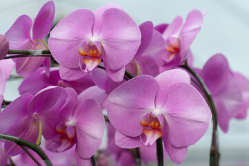Obraz premium Close-up of blooming pink Phalaenopsis orchids, perfect for florist advertising, plant shop visuals, or promotional flower catalogues.