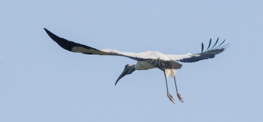 Wood Stork in flight