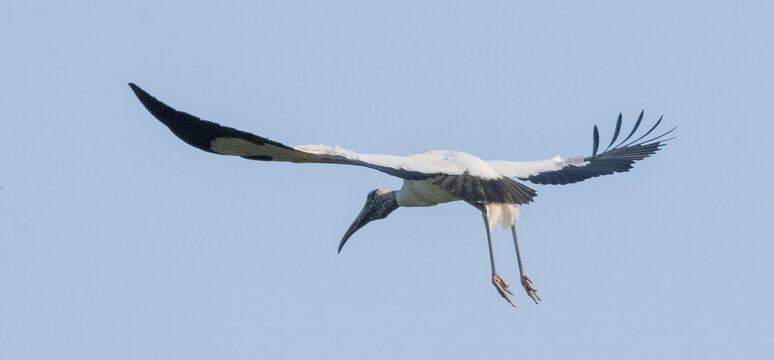 Wood Stork in flight