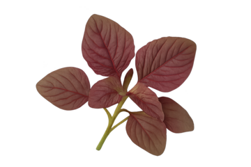 Purple-red leafy stem plant with smooth oval leaves and visible veins no flowers